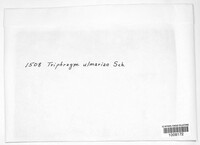 Triphragmium ulmariae image
